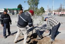 Foresta Parques y Jardines Plaza del Periodista