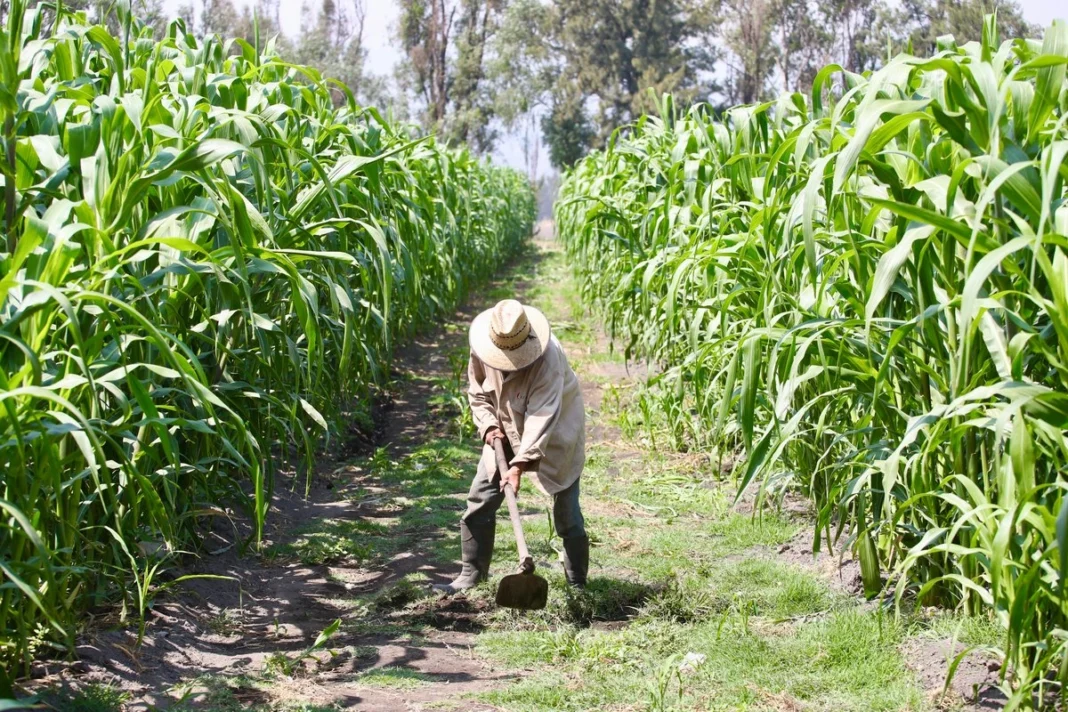 se-desplomaron-23-en-un-ano-los-pagos-a-productores-de-alimentos_020b3fa6-adef-435c-98c4-f90ee378e041_medialjnimgndimage=fullsize