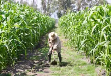 Se desplomaron 23% en un año los pagos a productores de alimentos